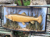 Brown Trout in Bow Front Glass Case