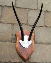 Pair of Gazelle Horns    T64