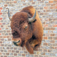 American Bison