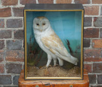 Barn Owl