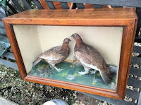 Cased Brace of Red Grouse T199