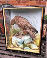 Cased Buzzard by Hutchins of Aberystwyth