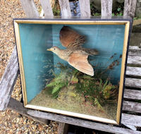 Cased Corncrake by Allen of York