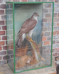 Cased Goshawk