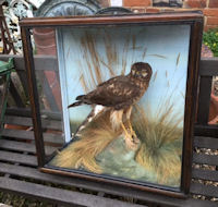 Cased Marsh Harrier by Thomas of Gloucester