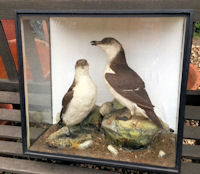 Cased Pair of Guillemots T193