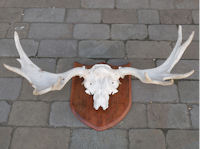 European Elk Antlers T160