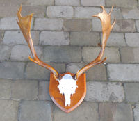 Fallow Deer Antlers