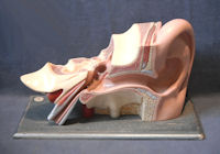 Gerrard Model of an Ear