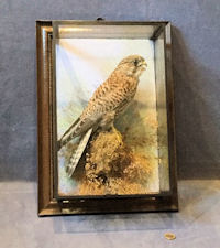 Kestrel in Picture Frame Case T222