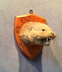 Mounted Otter Head