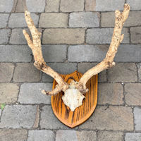 Mounted Peruke Fallow Deer Antlers