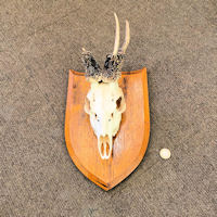 Mounted Peruke Roe Deer Antlers T273