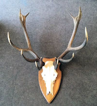 Mounted Red Deer Antlers