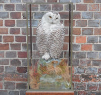 Mounted Snowy Owl