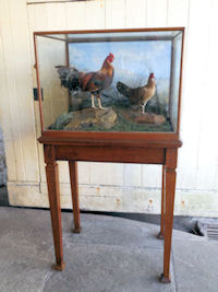 Pair Bantams In Diorama Cabinet