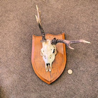 Pair of Mounted Roe Deer Prickets T269