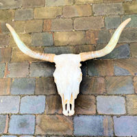 Ranch Cattle Part Skull and Horns