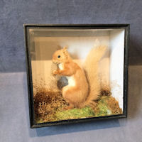 Red Squirrel T242