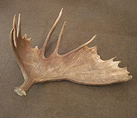 Single Moose Antler