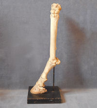 Skeletal Pony Lower Leg